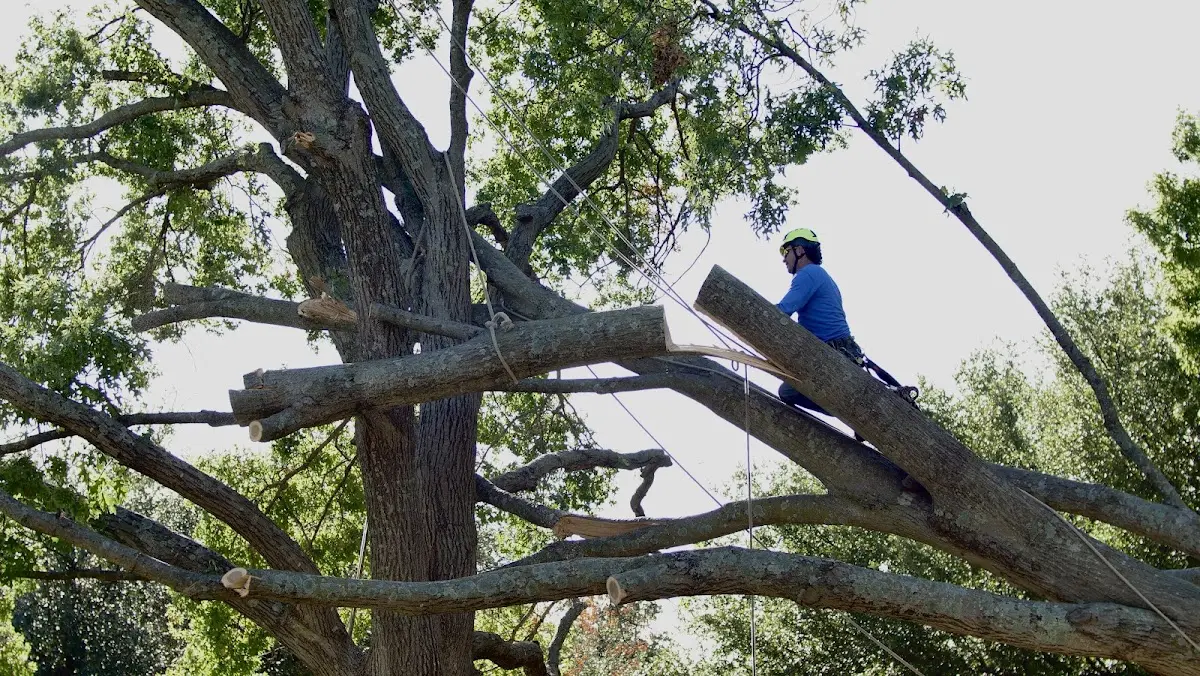 Professional Crown Thinning performed by certified arborists in Hinton