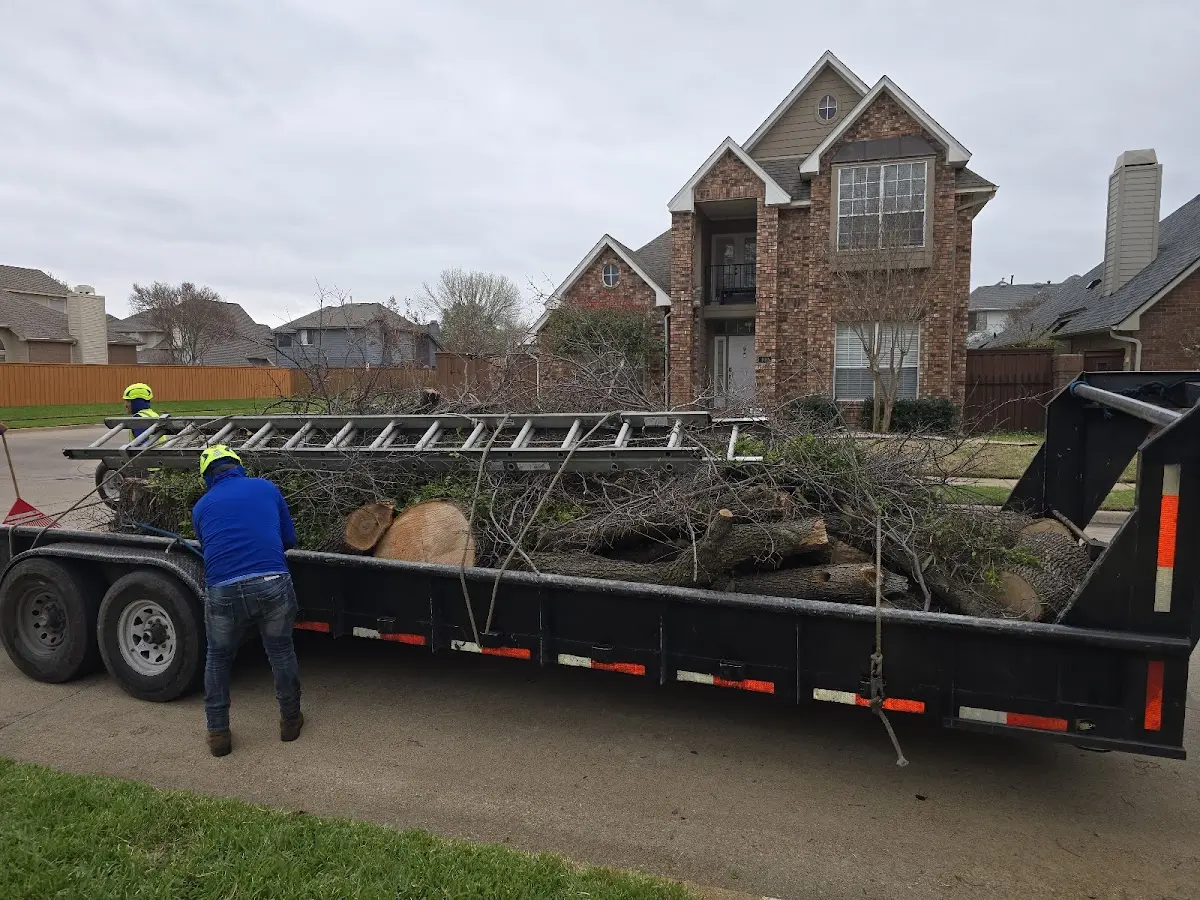 Expert Tree Removal with proper safety equipment in Hinton